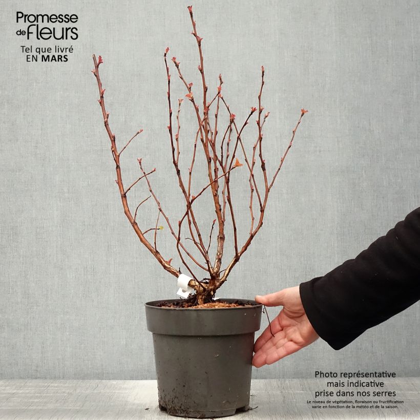Physocarpus opulifolius Magic Ball - Ninebark sample as delivered in spring