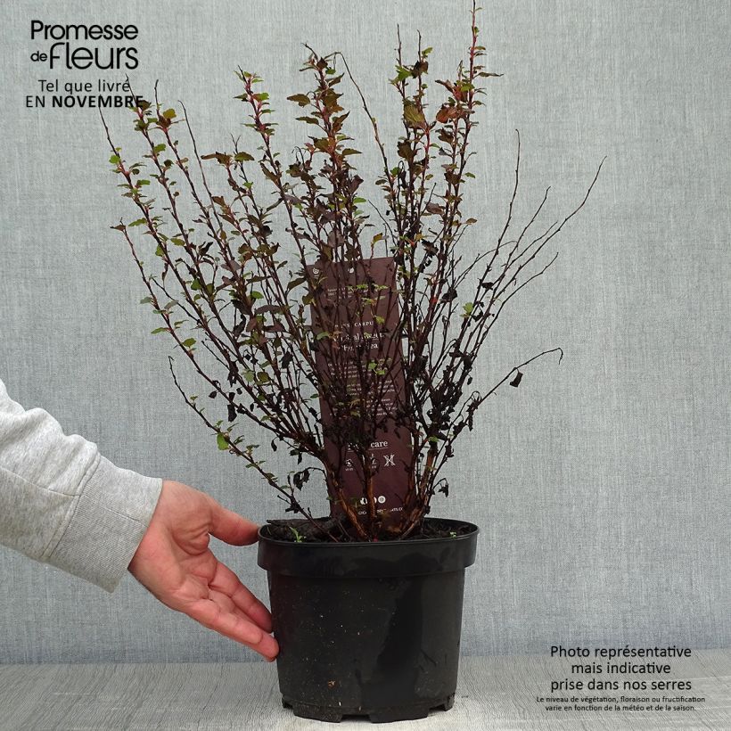 Physocarpus opulifolius Magic Sweet Cherry Tea Pot de 3L/4L sample as delivered in autumn