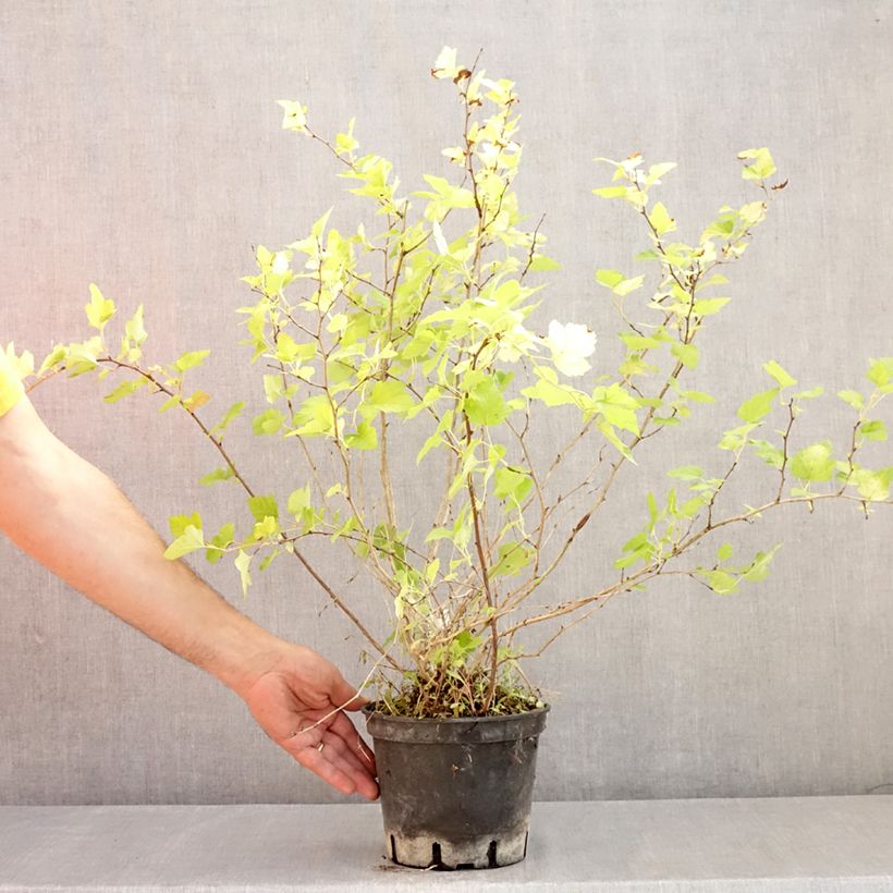 Physocarpus opulifolius Nugget 3L/4L pot sample as delivered in summer