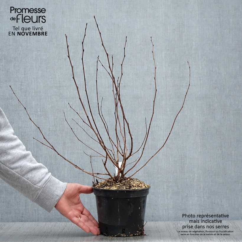 Physocarpus opulifolius Nugget - Physocarpe - Pot de 3L/4L - sample as delivered in autumn