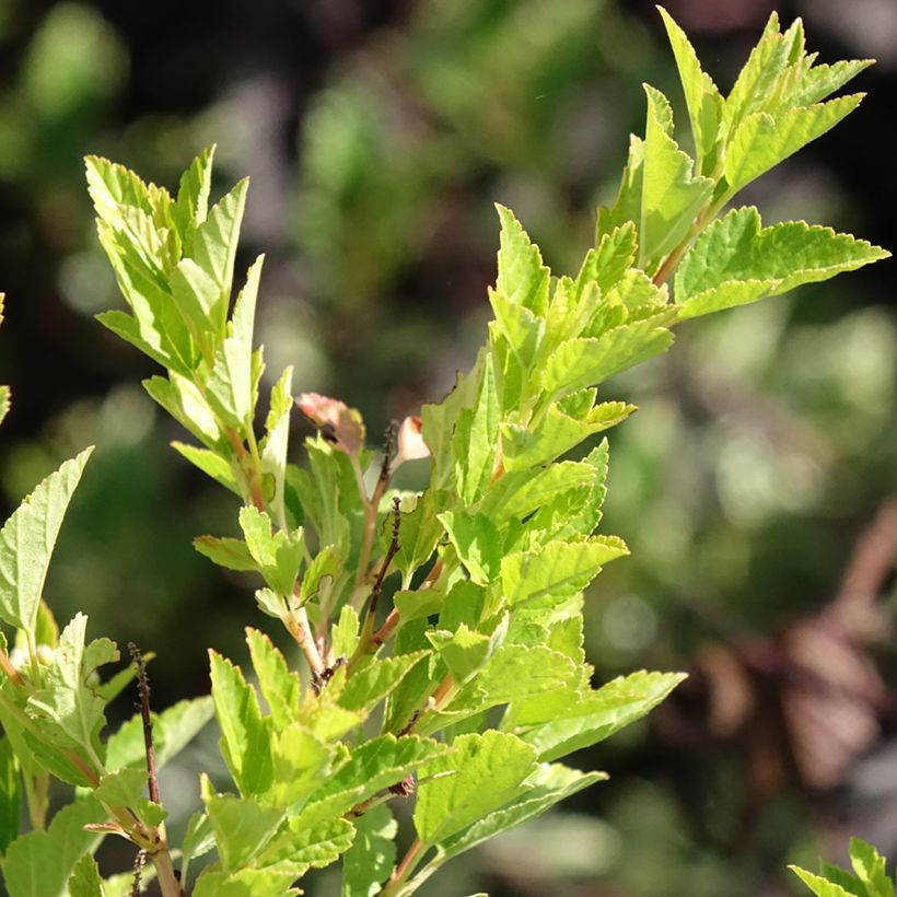 Physocarpus opulifolius Raspberry Lemonade - Ninebark (Foliage)