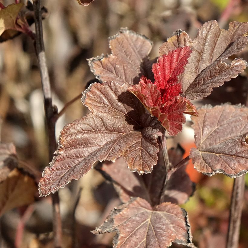 Physocarpus opulifolius Red Baron - Ninebark (Foliage)