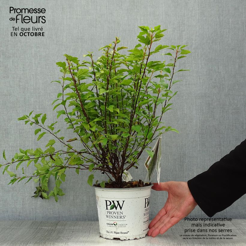 Physocarpus opulifolius Tiny Wine Gold Pot de 2L/3L sample as delivered in autumn