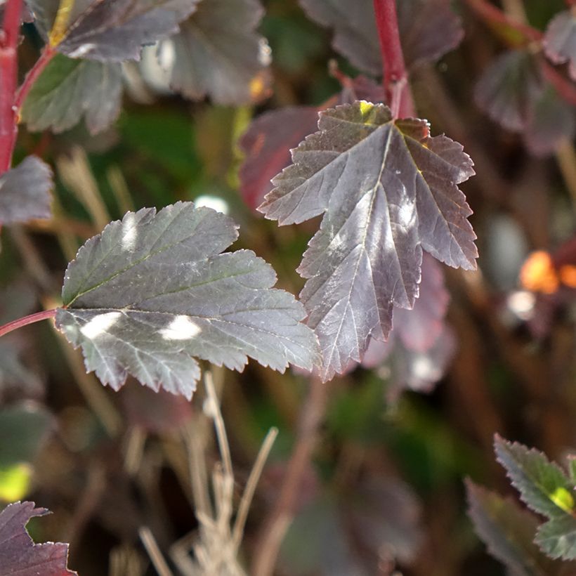 Physocarpus opulifolius Tiny Wine - Ninebark (Foliage)
