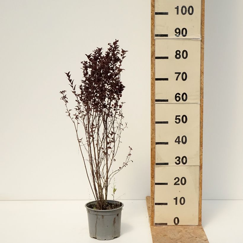 Physocarpus opulifolius Tiny Wine - Ninebark 3L/4L pot sample as delivered in summer