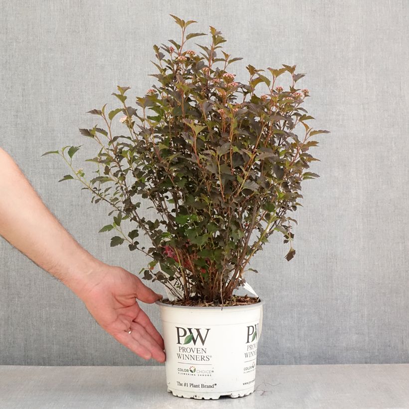 Physocarpus opulifolius Tiny Wine - Proven Winners - Ninebark 3L/4L potShipped height around 40/50cm sample as delivered in spring