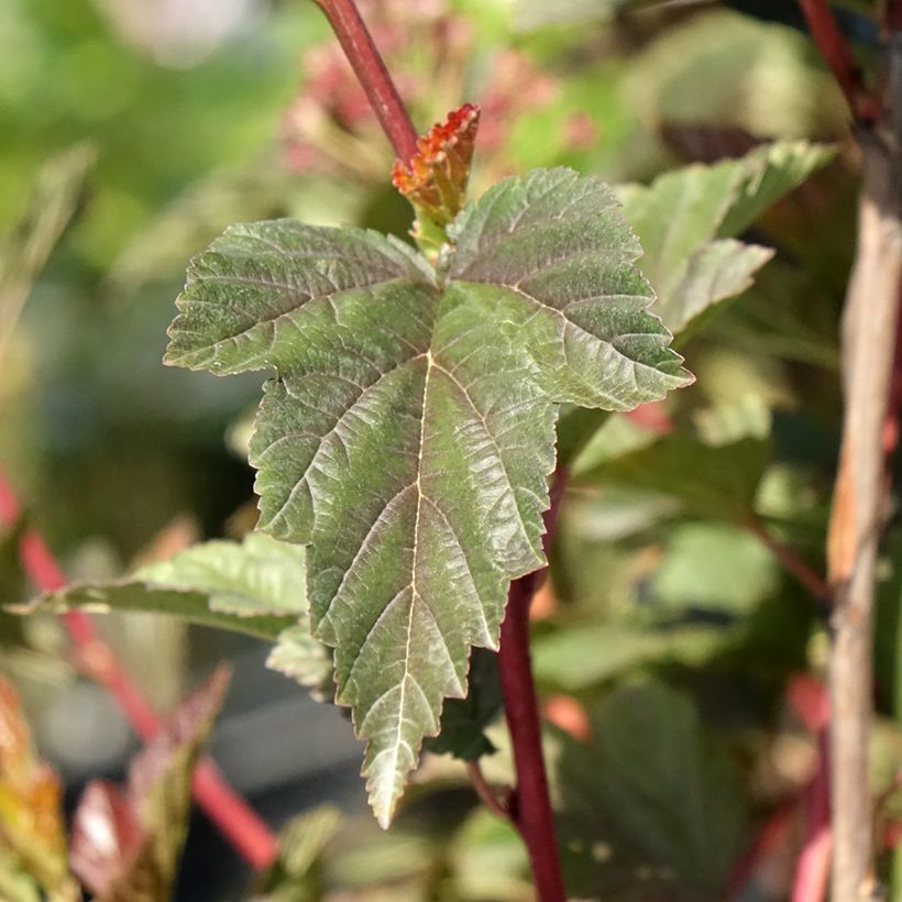Physocarpus opulifolius Zdechovice - Ninebark (Foliage)