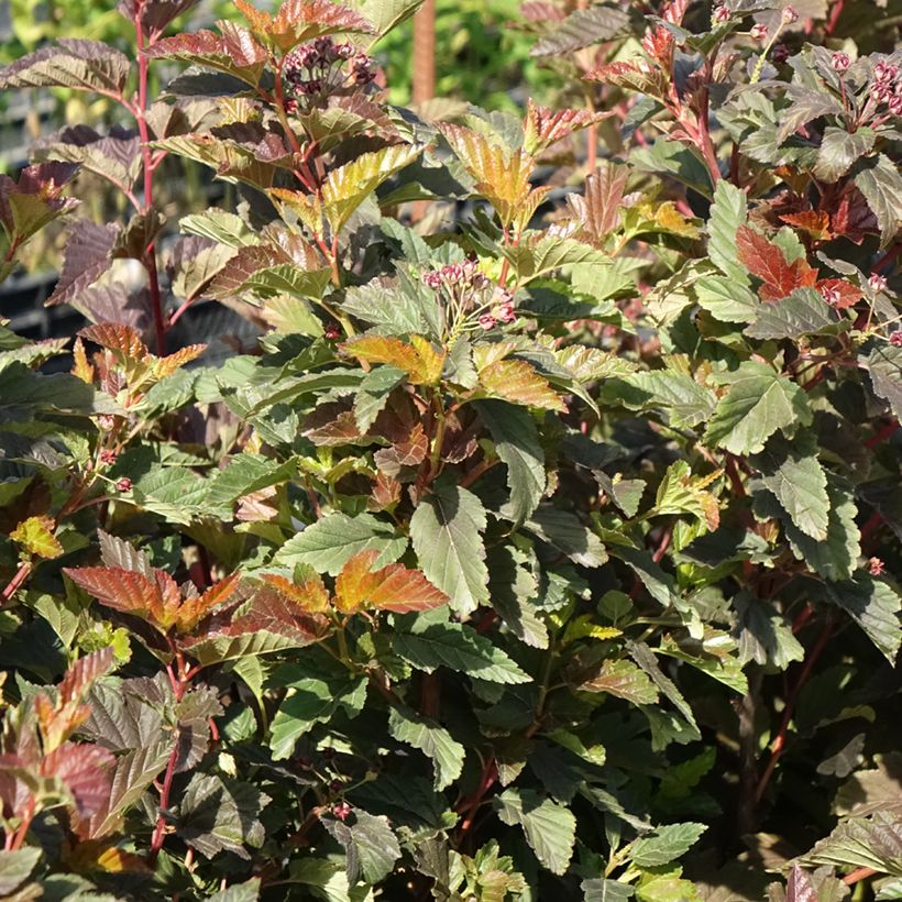 Physocarpus opulifolius Zdechovice - Ninebark (Plant habit)