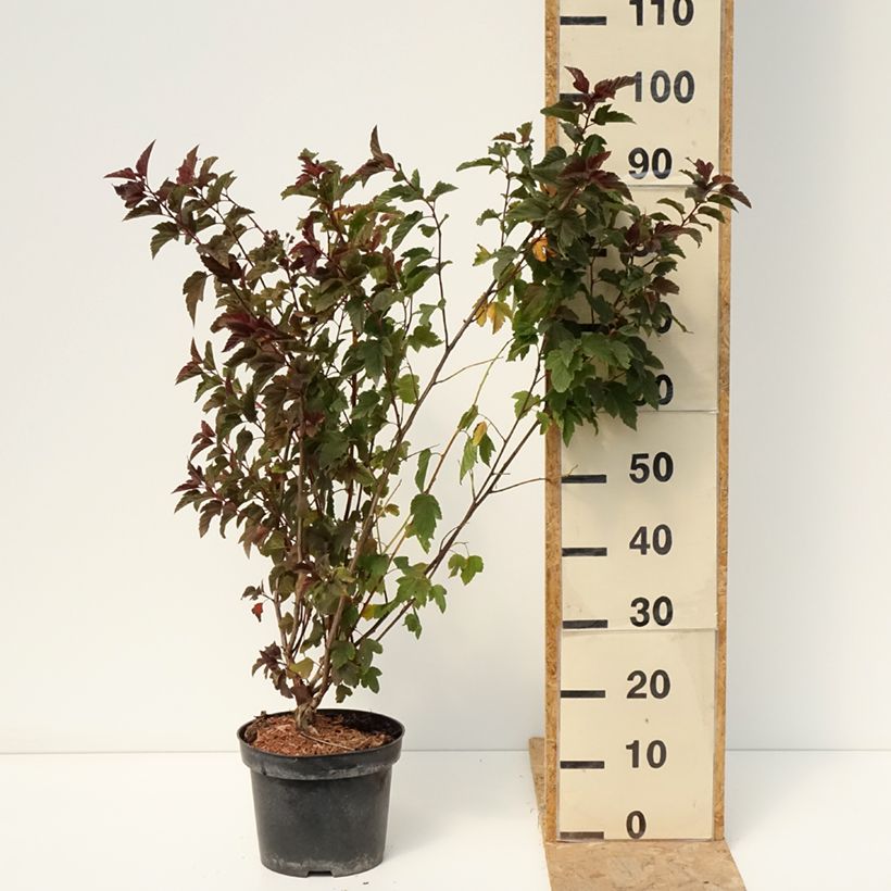 Physocarpus opulifolius Zdechovice - Ninebark 3L/4L pot sample as delivered in summer