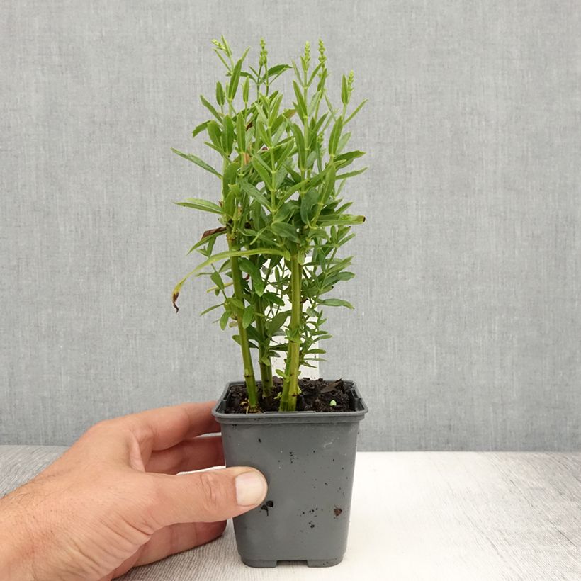Physostegia virginiana Alba - Obedient Plant 8/9 cm pot sample as delivered in summer