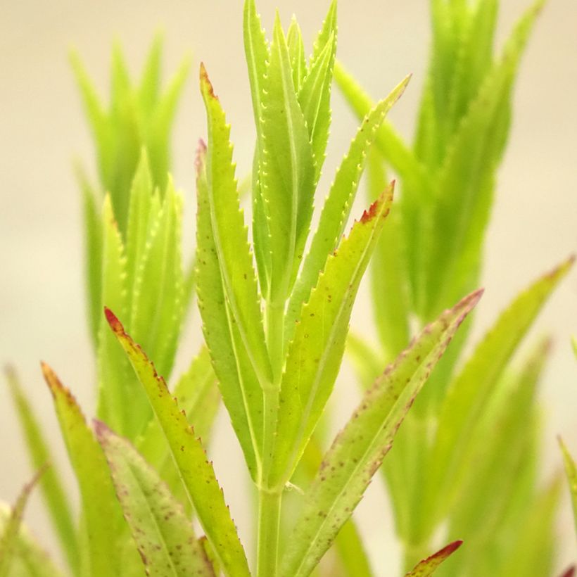 Physostegia virginiana Red Beauty - Obedient Plant (Foliage)