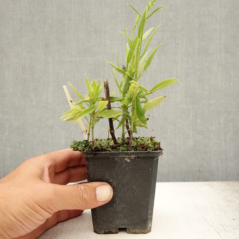 Physostegia virginiana Vivid - Obedient Plant 8/9 cm pot sample as delivered in summer