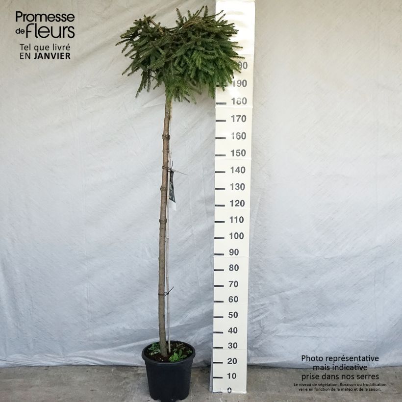 Picea abies Frohburg - Epicea pleureur  Pot de 20L sample as delivered in winter