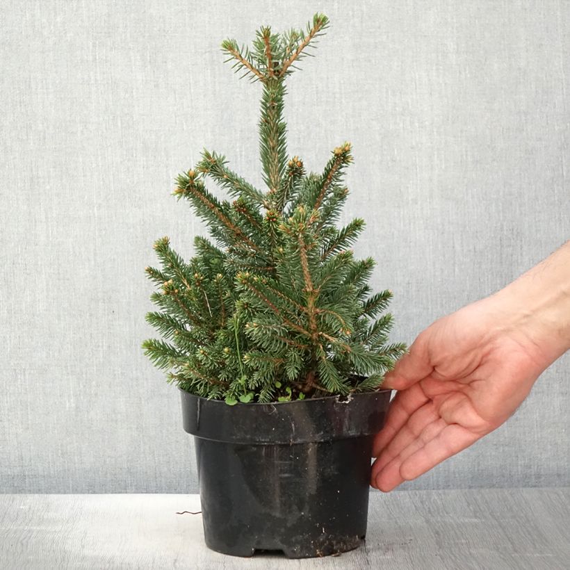 Picea abies Will's Zwerg - Épicéa commun en pot de 2L/3L sample as delivered in spring