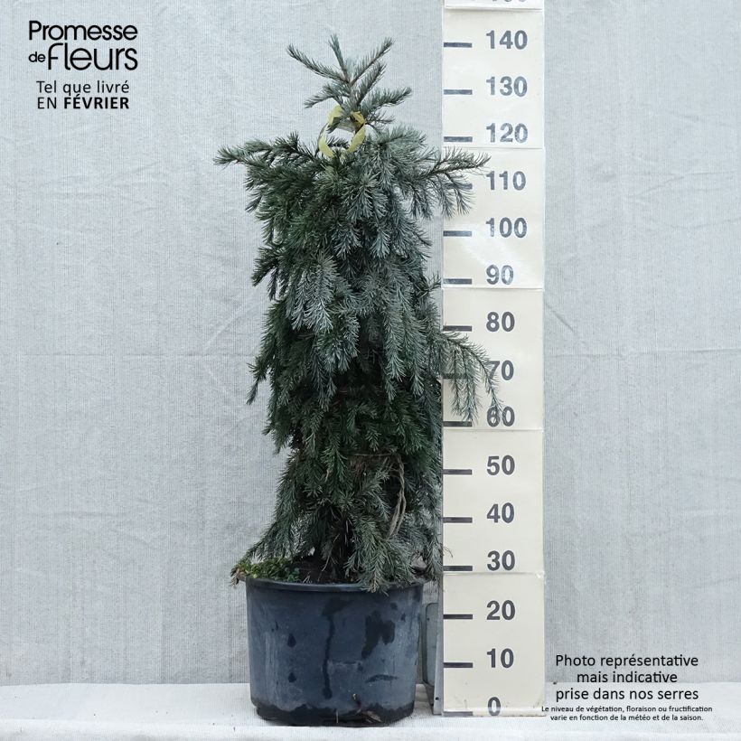 Picea breweriana - Epicéa de Brewer - Pot sample as delivered in winter