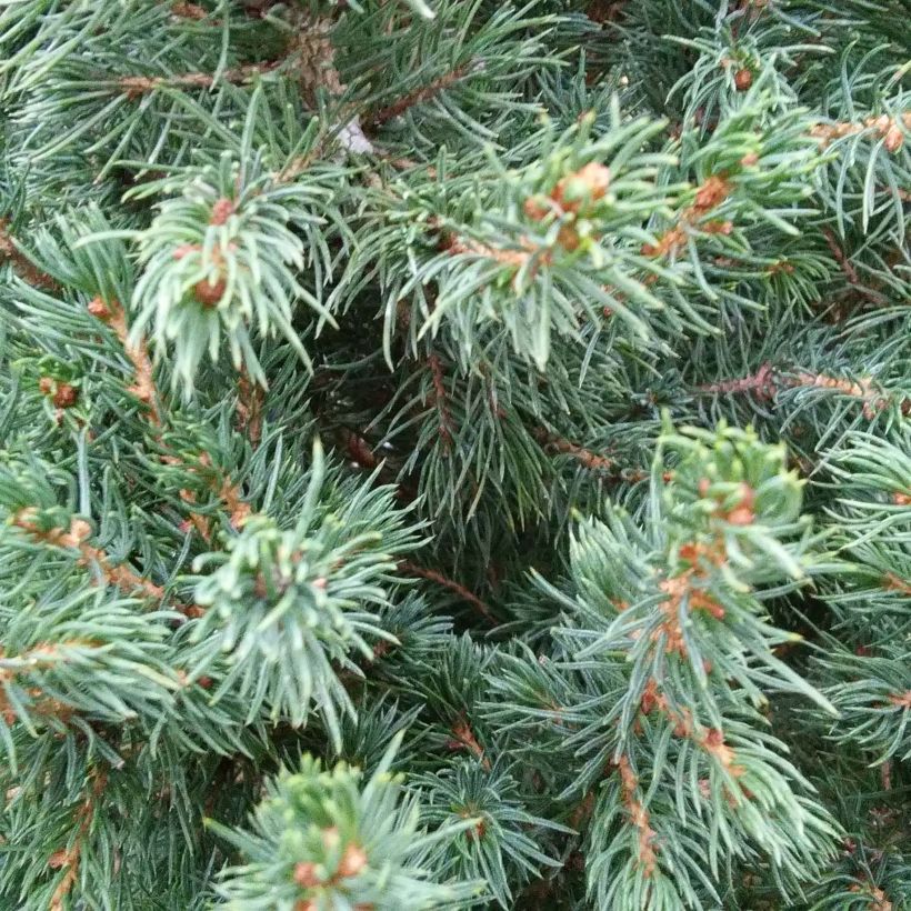 Picea glauca December - White Spruce (Foliage)