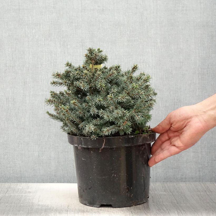 Picea glauca Echiniformis Echt - White Spruce 4L/5L potShipped height around 25/30cm sample as delivered in spring