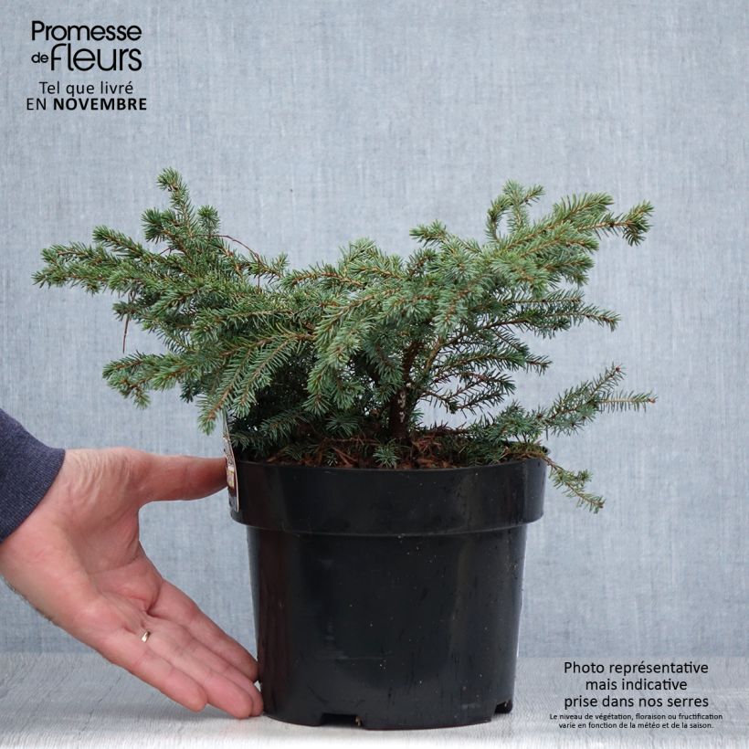 Picea mariana Nana - Epinette noire                               Pot de 2L/3L sample as delivered in autumn