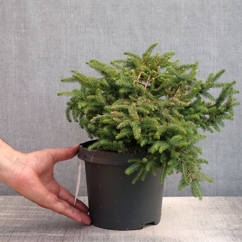 Picea mariana Nana - Black Spruce 2L/3L potShipped height around 15/20cm sample as delivered in summer