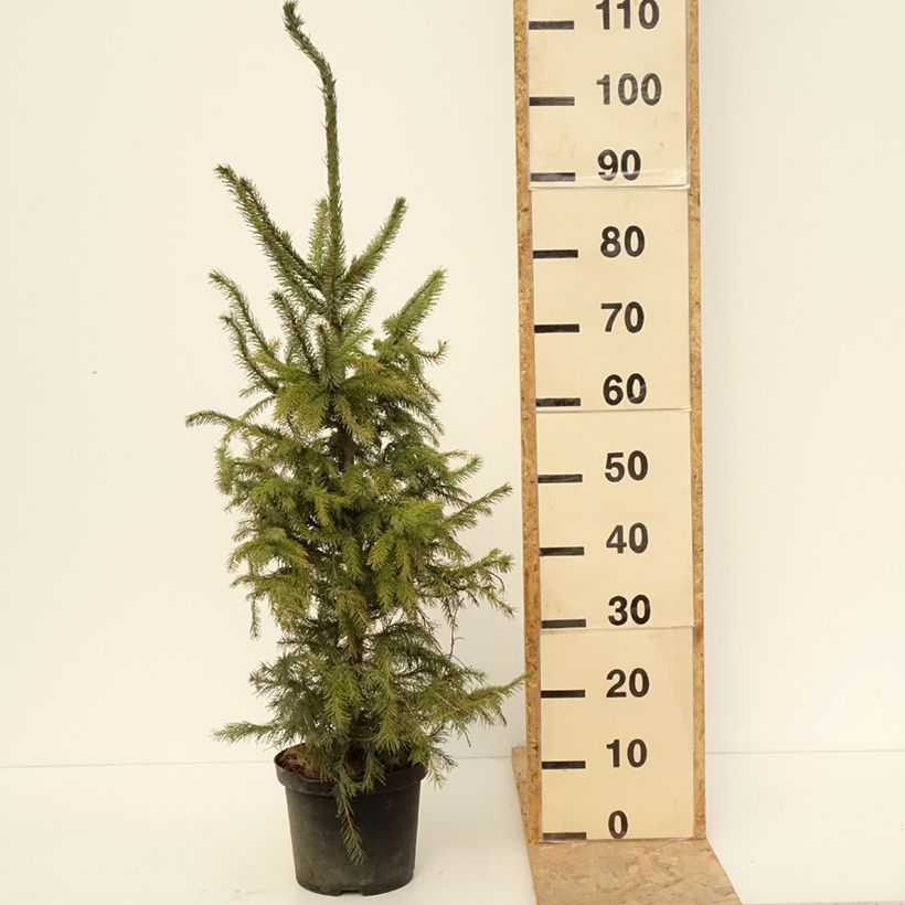 Picea omorika - Serbian Spruce 3L/4L potShipped height around 50/60cm sample as delivered in spring