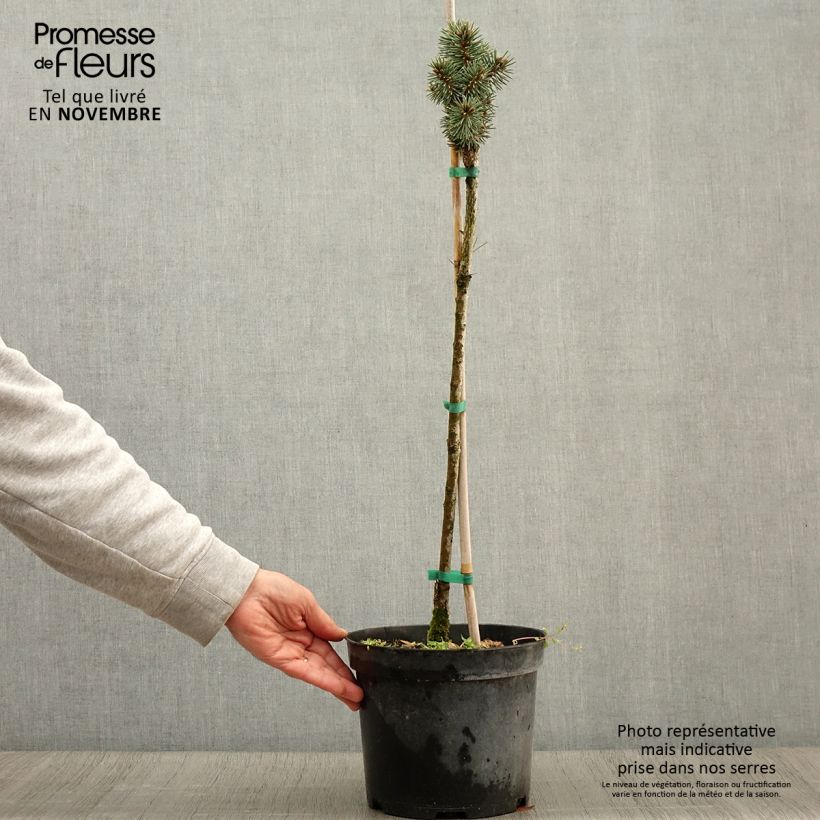 Picea pungens Brynek - Epicea bleu Pot de 4L/5L Tige sample as delivered in autumn