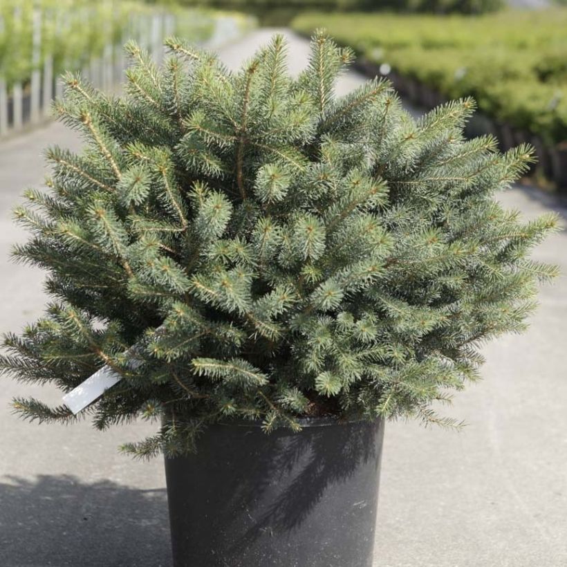 Picea sitchensis Nana - Sitka Spruce (Plant habit)