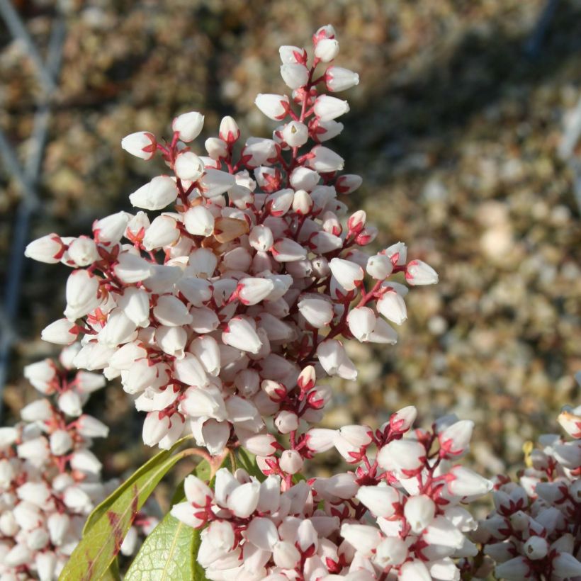 Pieris japonica Bonfire - Japanese Andromeda (Flowering)