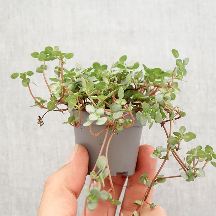 Pilea glaucophylla Greyzy - Silver sparkle plant Mini-plante sample as delivered in spring
