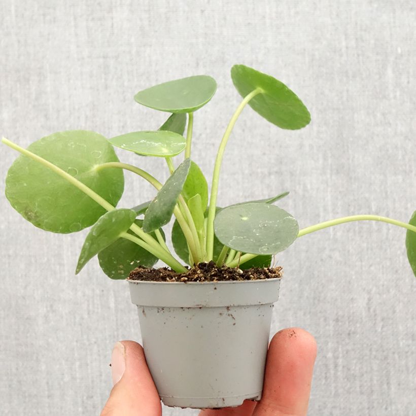 Chinese money plant - Pilea peperomioides Mini-plante sample as delivered in spring
