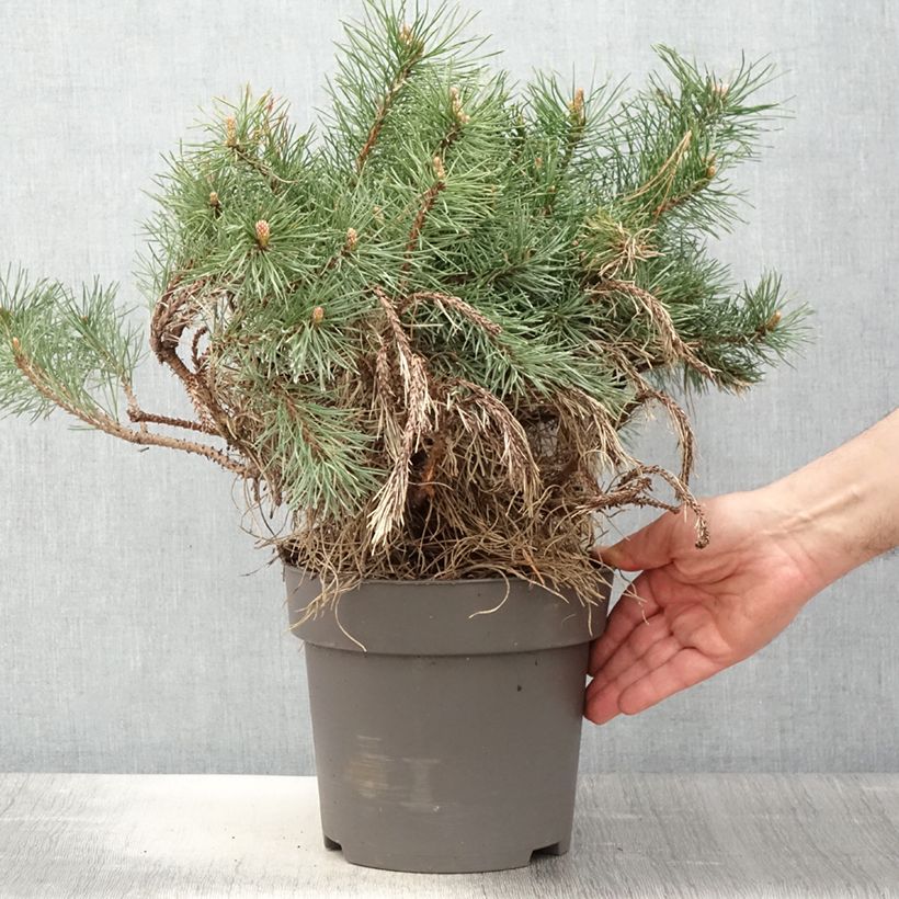 Pinus mugo subsp. uncinata - Dwarf Mountain Pine sample as delivered in spring