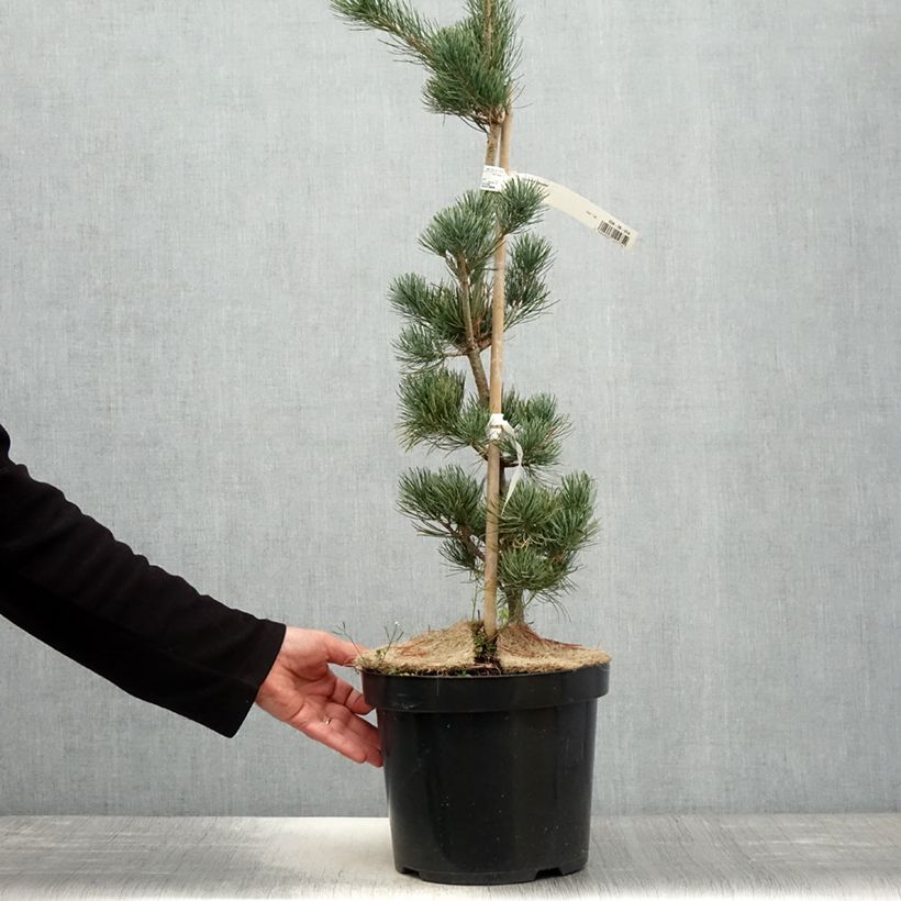 Pinus parviflora Tempelhof - Japanese White Pine sample as delivered in spring