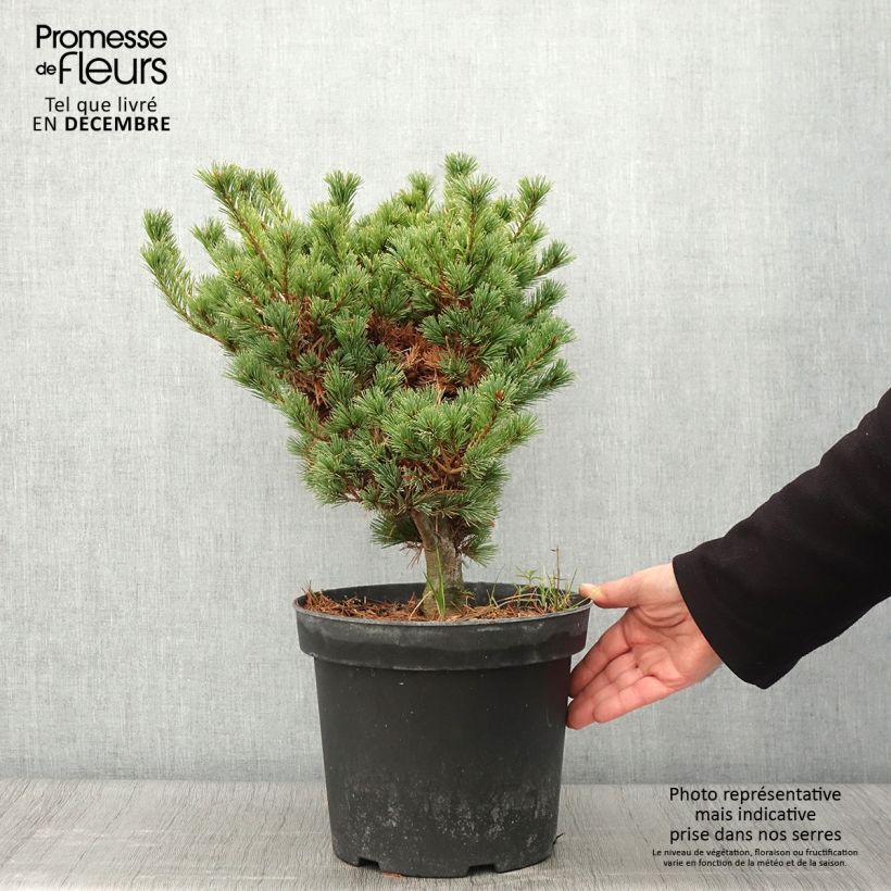 Pinus parviflora Kokuho - Japanese White Pine 7.5L/10L pot sample as delivered in autumn