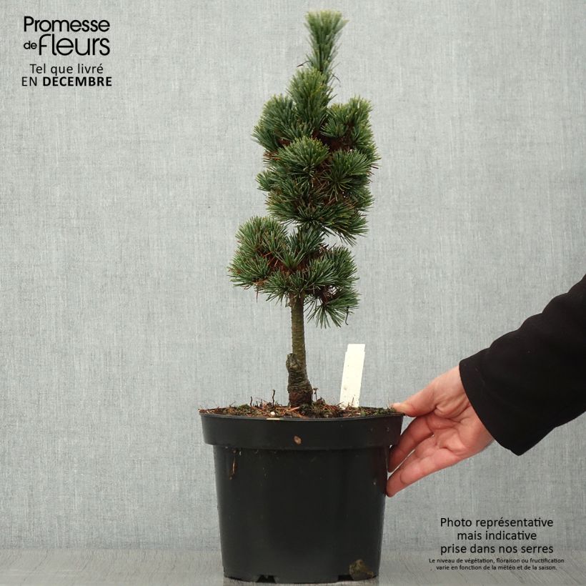 Pin cembro nain - Pinus cembra Compacta Glauca Pot de 4L/5L sample as delivered in autumn