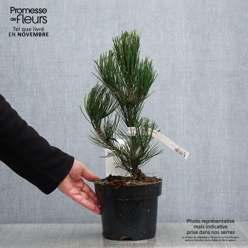 Pin de bosnie - Pinus heldreichii (leucodermis) Compact Gem en pot de 2/3L sample as delivered in autumn