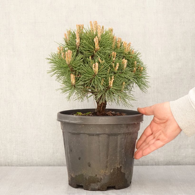 Pinus mugo Benjamin - Dwarf Mountain Pine 2L/3L potShipped height around 15/20cm sample as delivered in spring