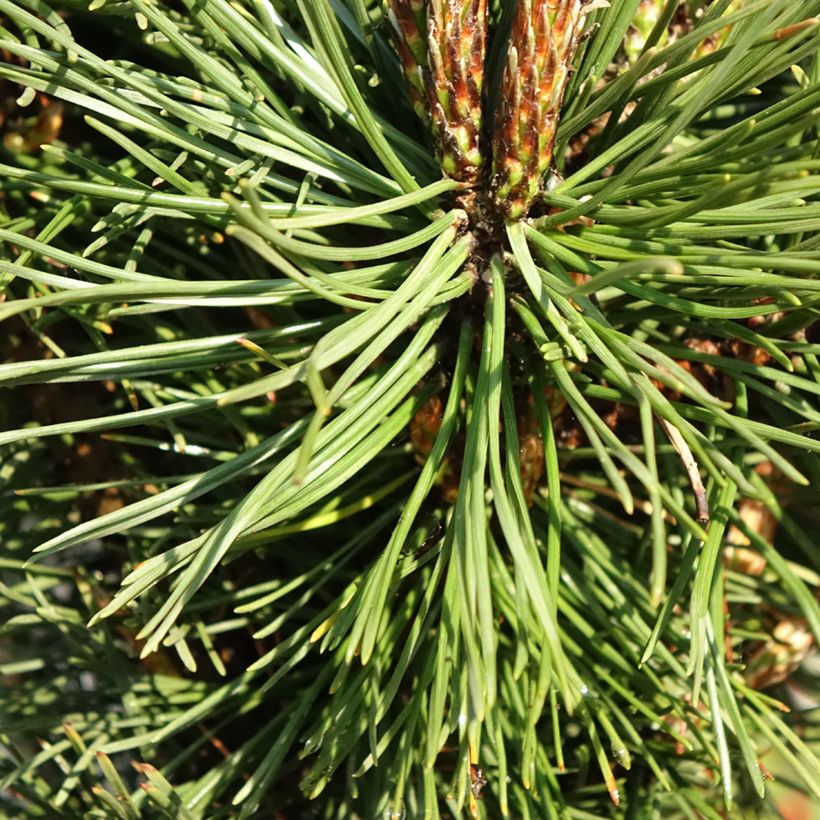 Pinus mugo Benjamin - Dwarf Mountain Pine (Foliage)