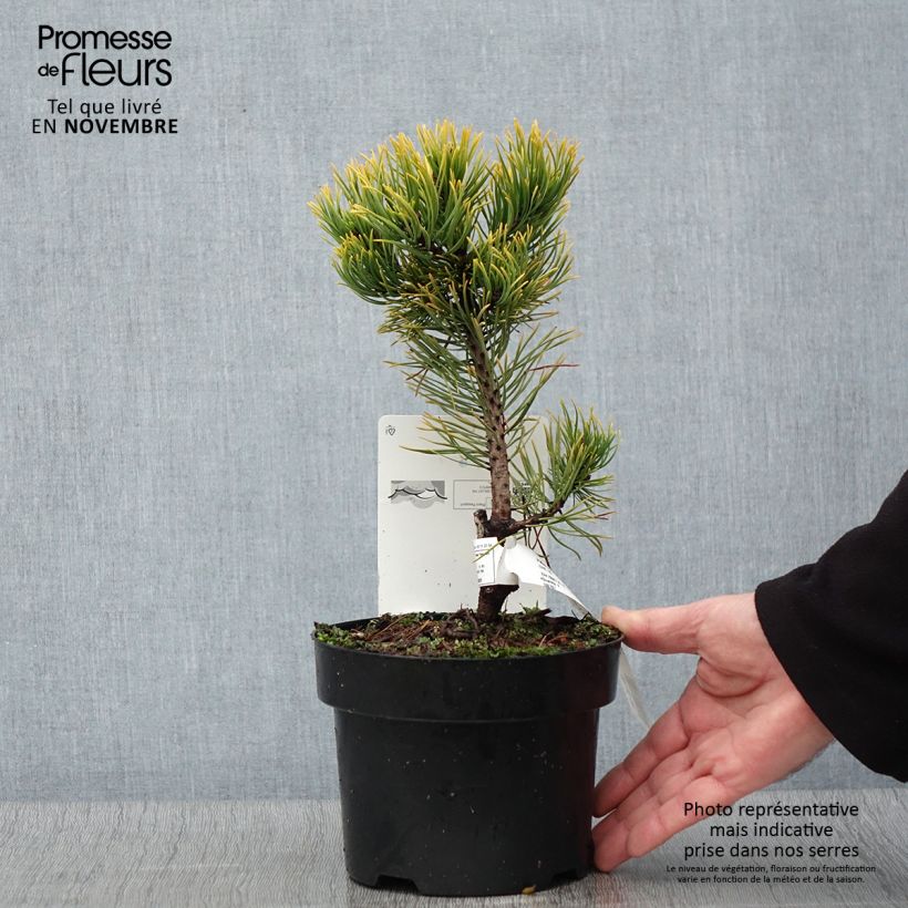 Pinus mugo Carstens Wintergold - Dwarf Mountain Pine 2L/3L pot sample as delivered in autumn