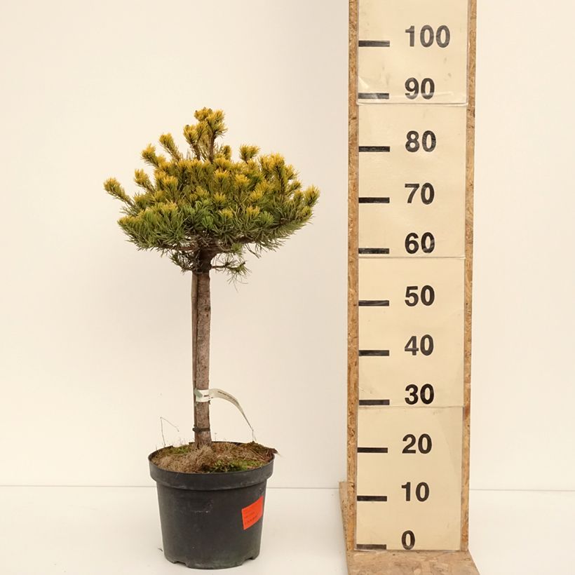Pinus mugo Carstens Wintergold - Dwarf Mountain Pine 7.5L/10L potShipped height around 40/60cm sample as delivered in winter