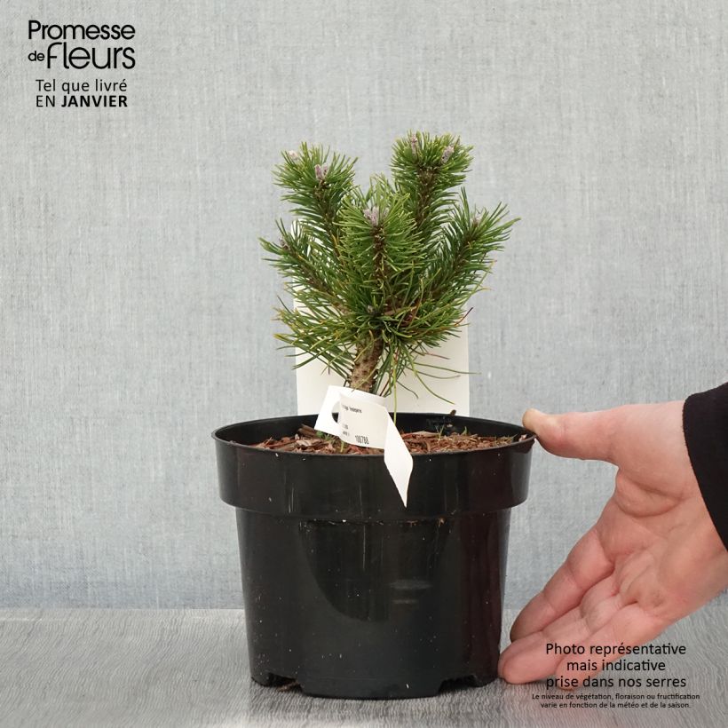 Pinus mugo Heideperle - Dwarf Mountain Pine sample as delivered in winter