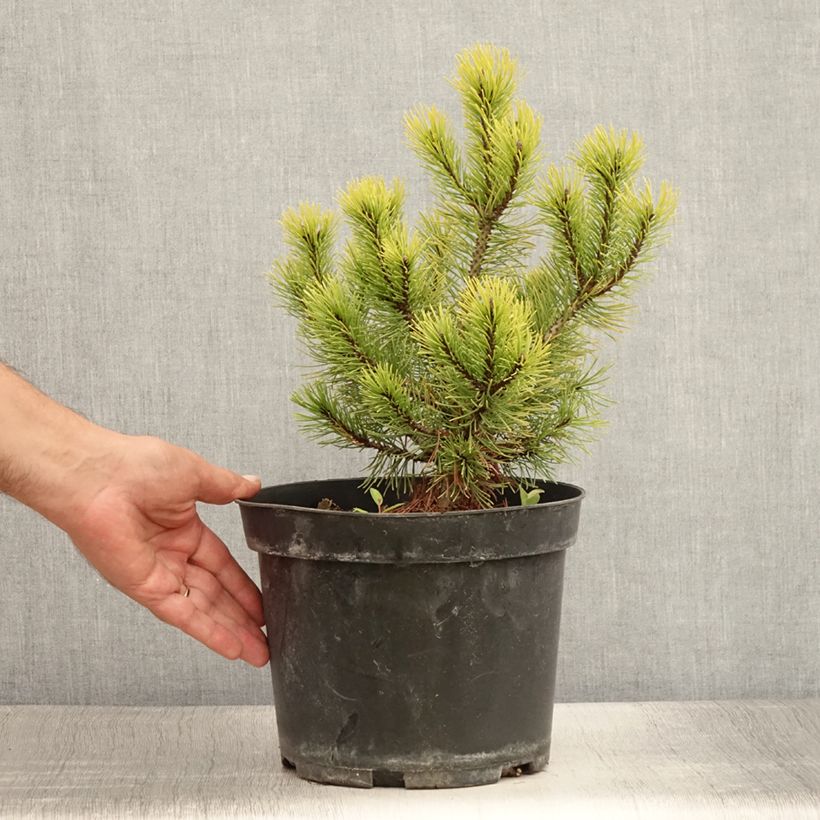 Pinus mugo Ophir - Dwarf Mountain Pine 2L/3L pot sample as delivered in summer