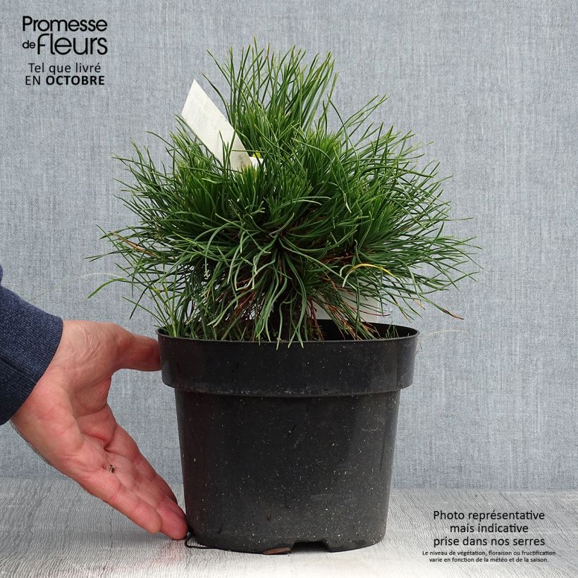 Pinus mugo Varella - Dwarf Mountain Pine 2L/3L pot sample as delivered in autumn