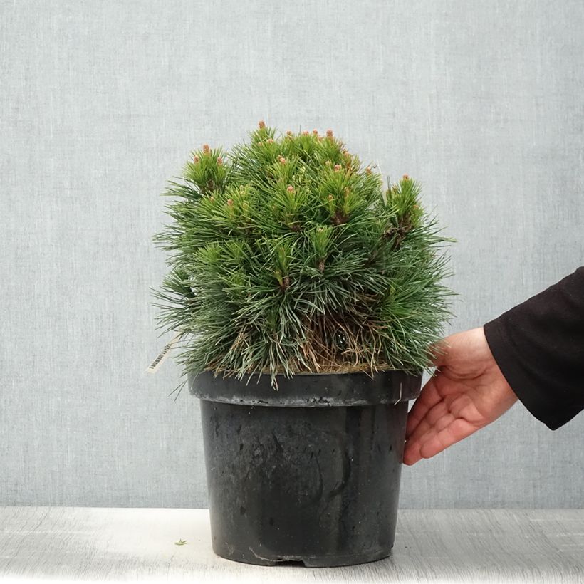 Pinus mugo Varella - Dwarf Mountain Pine 7.5L/10L potShipped height around 30/40cm sample as delivered in spring