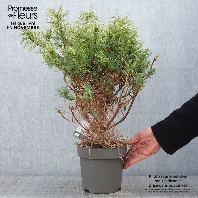 Pin de Weymouth nain - Pinus strobus Green Twist - Pot de 2L/3L sample as delivered in autumn