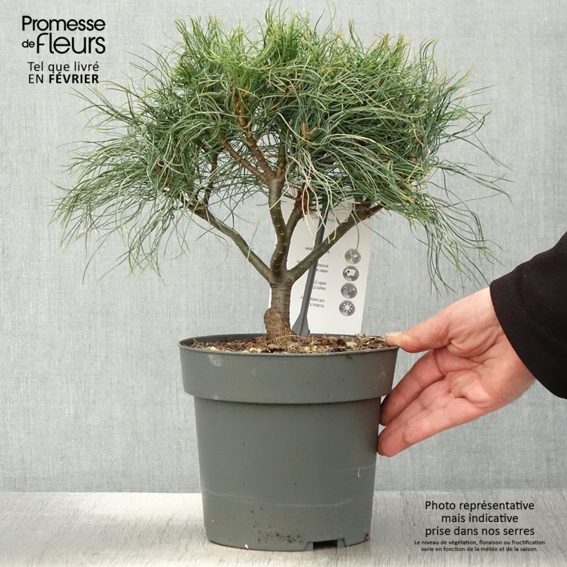 Pin de Weymouth nain - Pinus strobus Green Twist - Pot de 2L/3L sample as delivered in winter