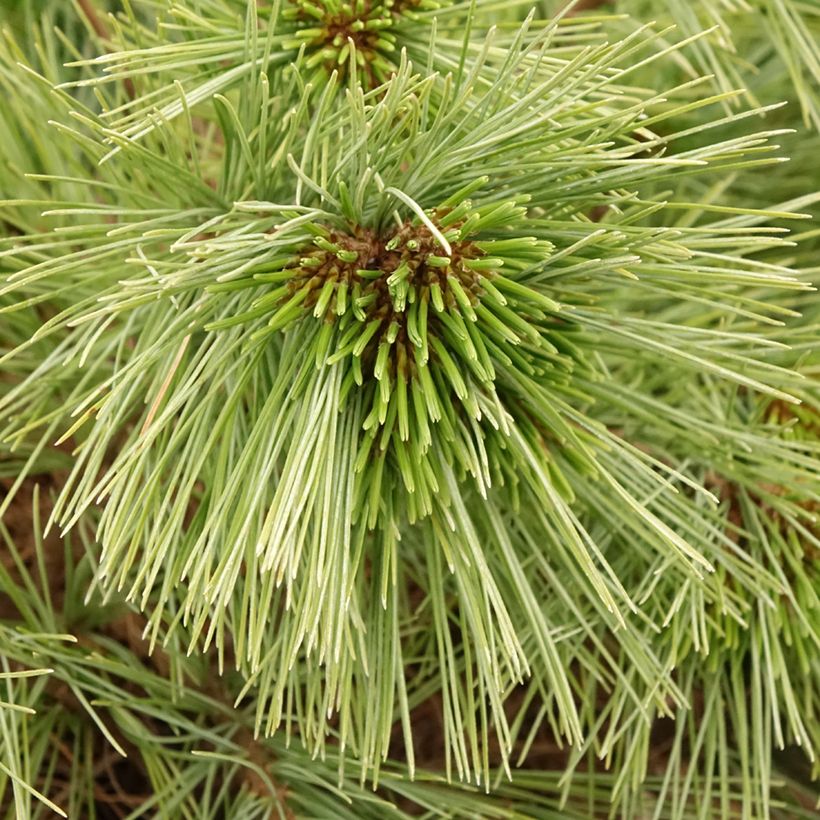 Pinus strobus Mary Butler - Eastern White Pine (Foliage)