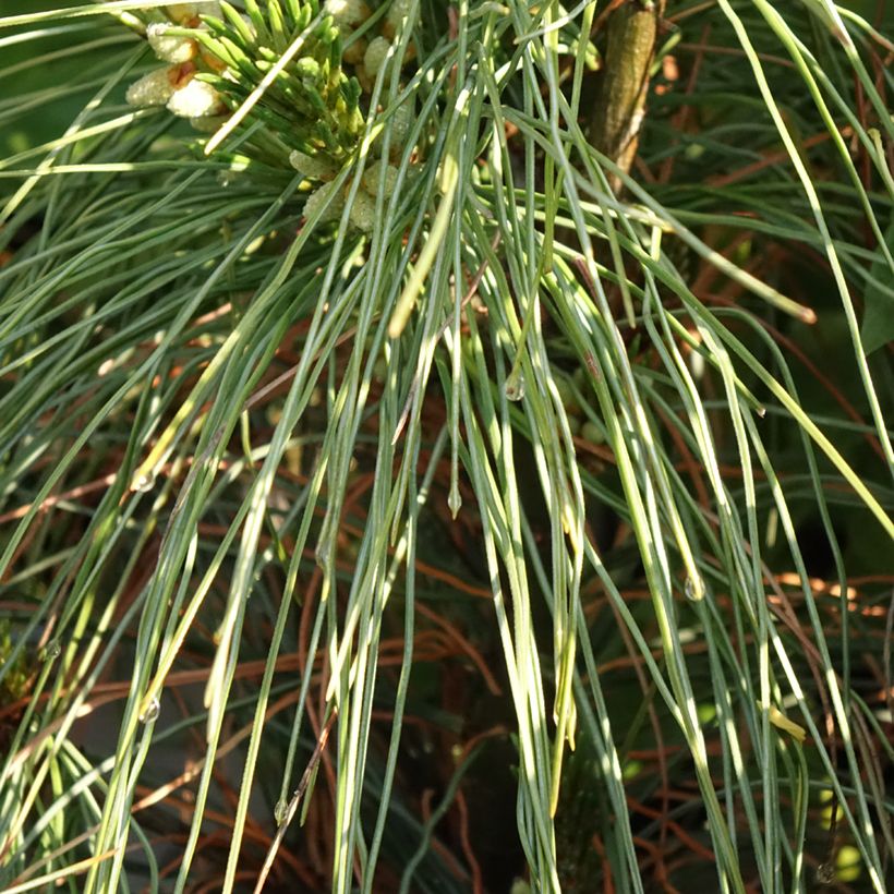 Pinus strobus Niagara Falls - Eastern White Pine (Foliage)