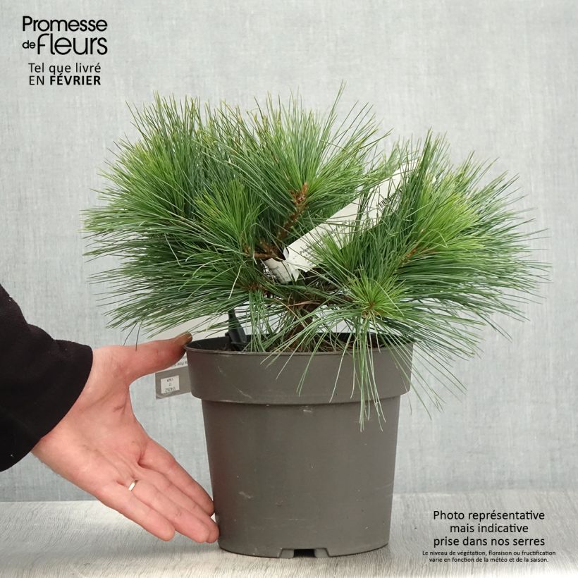 Pin de Weymouth nain - Pinus strobus Niagara Falls - Pot de 3L/4L sample as delivered in winter