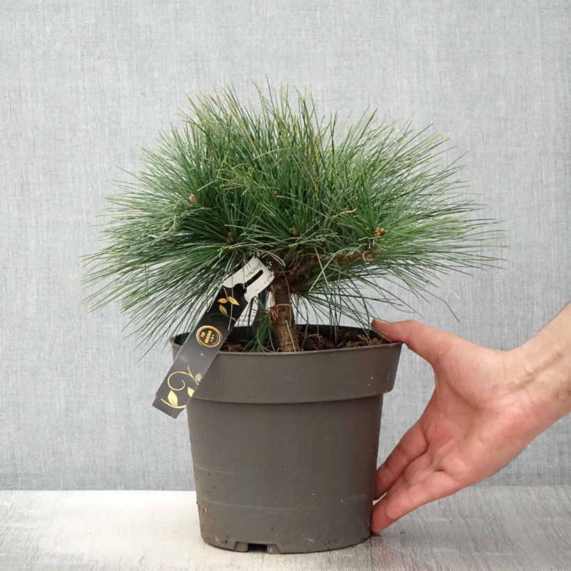 Pinus strobus Niagara Falls - Eastern White Pine sample as delivered in spring