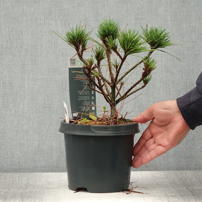 Pin de Weymouth nain - Pinus strobus Radiata Pot de 3L sample as delivered in summer