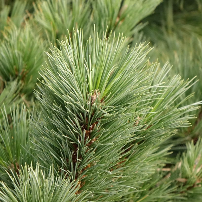 Pinus strobus Secrest - Eastern White Pine (Foliage)